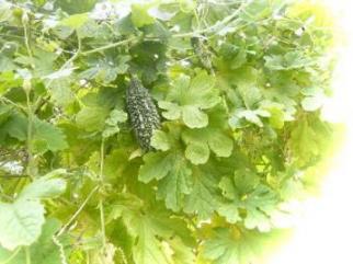 季節外れのゴーヤ