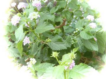 ランタナとその実