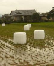 白い物体のアップ