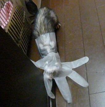 珍種フェレット？