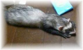 2010年７月　チョコ