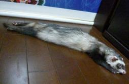 2010年6月　チョコ