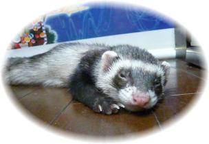 2010年6月　チョコ