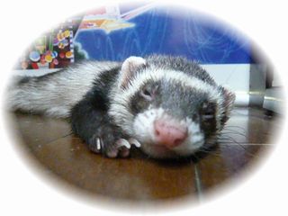 特技はペッタンコ