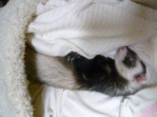 最近は寝相がいい？