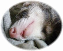 2010年6月チョコ