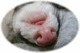 ２０１０年チョコ