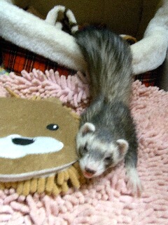 のびのびにゃんち