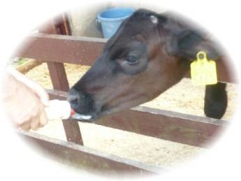 六甲山牧場　ウシ