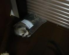 ２０１０年４月　メイ