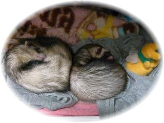 2010年11月　3匹でねんね