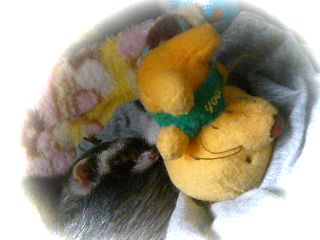 2010年11月　3匹目はこの子