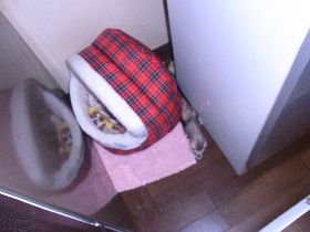 チョコハウス移動中