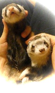 2010年11月6日チョコとメイ