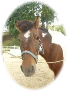 六甲山牧場　馬