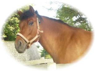 六甲山牧場　馬