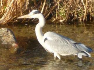 あなたはだあれ？