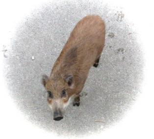 イノシシ