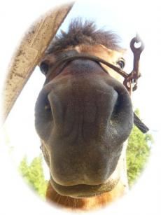 六甲山牧場　馬