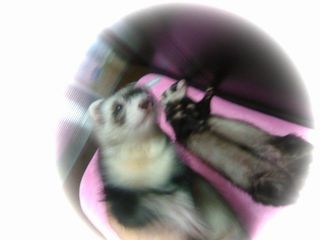 2010年9月チョコ＆メイ