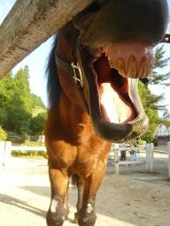 六甲山牧場　馬