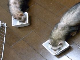 サプリ入りのミルク