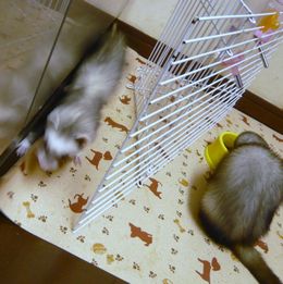 2010/04　チョコとメイ