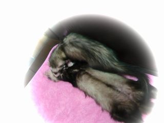 2010年9月チョコとメイ