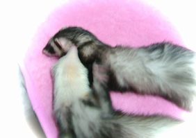 2010年9月チョコとメイ