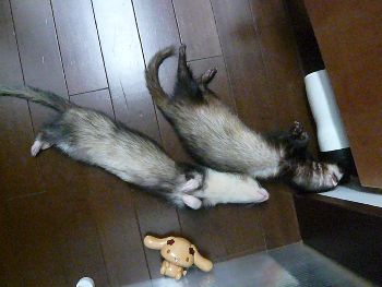 ゴロンゴロ～ン