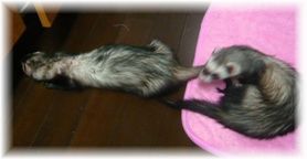 2010年9月チョコとメイ