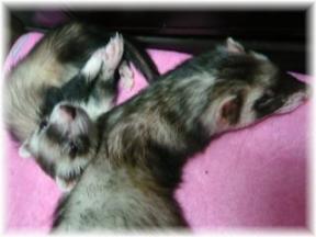 2010年9月チョコとメイ