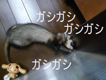 ガシガシやってま～す