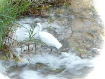白鷺