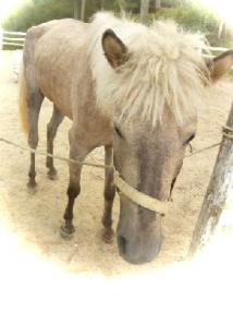 六甲山牧場　馬