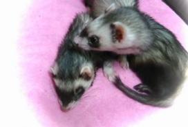 2010年9月チョコとメイ