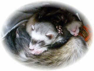 ２０１０年６月　チョコ・メイ