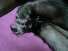 2010年9月チョコとメイ