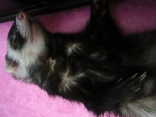 2010年9月チョコ