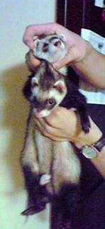 2010年10月25日チョコとメイ