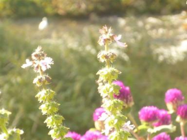 秋の花壇と白鷺