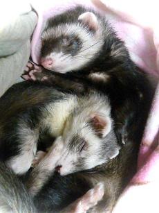 2011年1月チョコとメイ