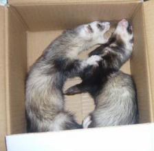 2010/0４　チョコとメイ