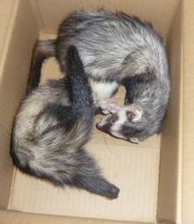 2010/0４　チョコとメイ