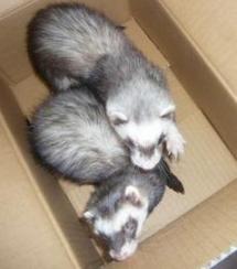 2010/0４　チョコとメイ