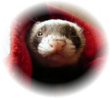 ＥＴみたいなチョコ