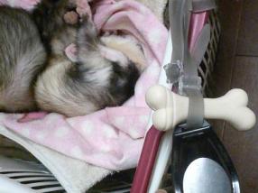 メイ2歳のお誕生日プレゼント