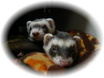 ２０１０年４月　チョコ・メイ