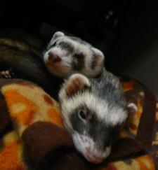 2010/0４　チョコとメイ