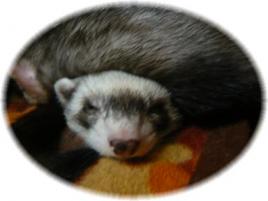 2010/0４　チョコとメイ